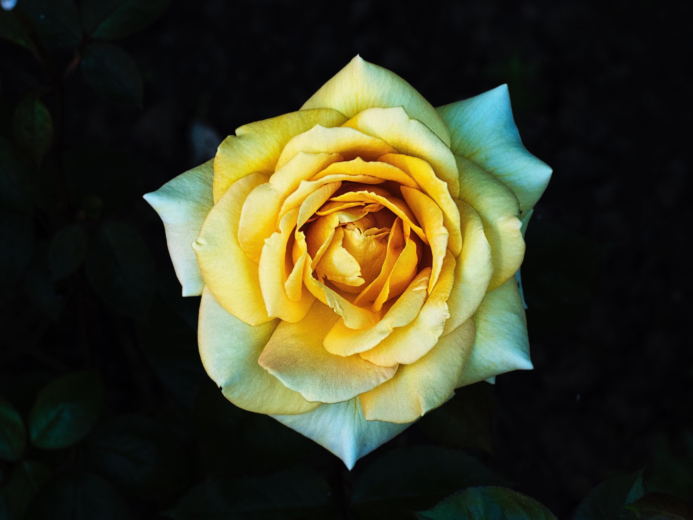 Нежная желтая роза крупным планом вид сверху