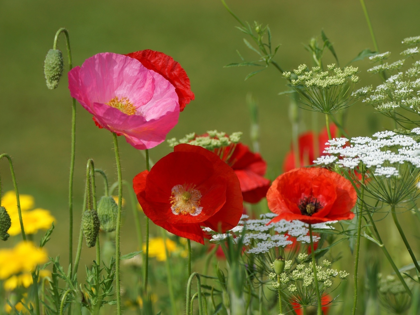 Полевые маки и кашка в поле