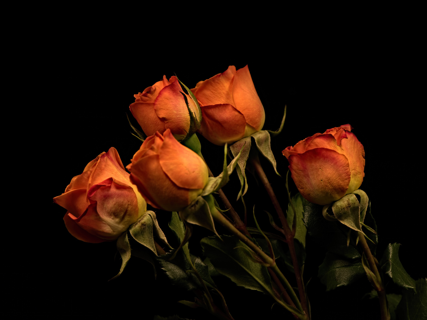 Пять оранжевых роз на черном фоне