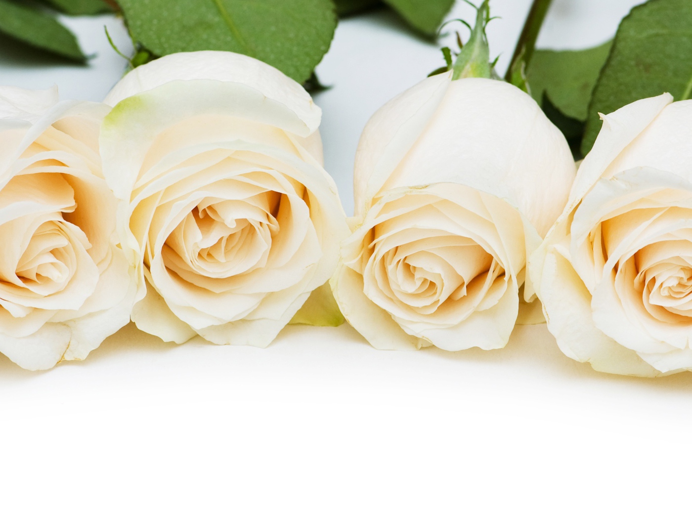 Четыре нежные белые розы на белом фоне
