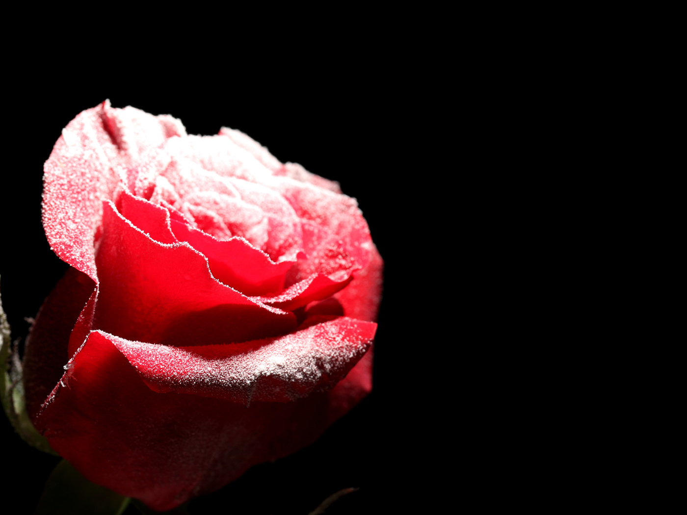 Покрытая инеем красная роза на черном фоне
