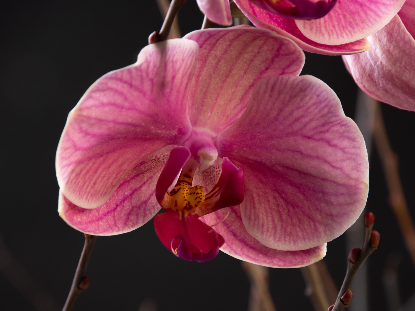 Большой розовый цветок орхидеи крупным планом