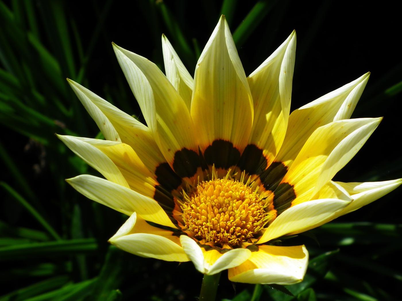 Крупная желтая газания на клумбе