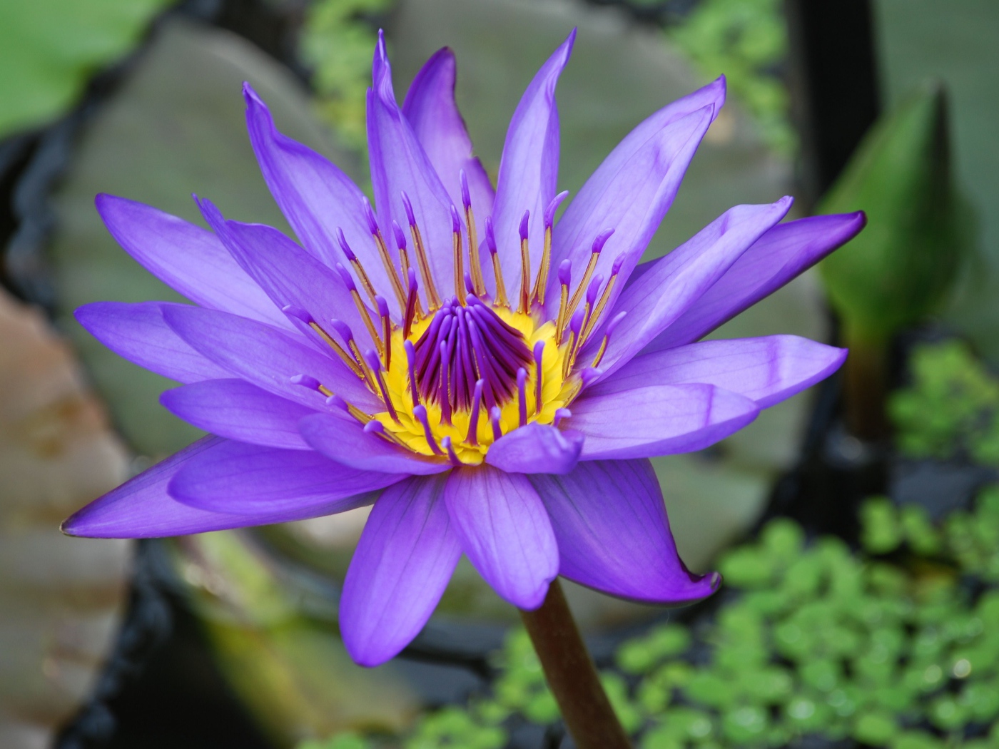 Сиреневый красивый цветок лотоса в воде