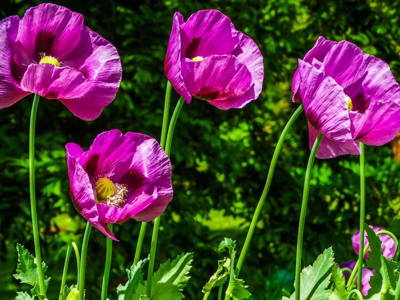 Сиреневые маки на поле в лучах солнца летом