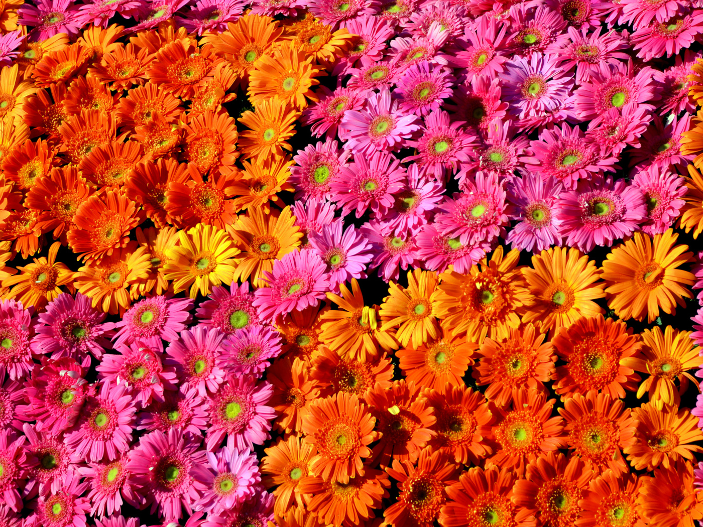 Много розовых и оранжевых гербер крупным планом