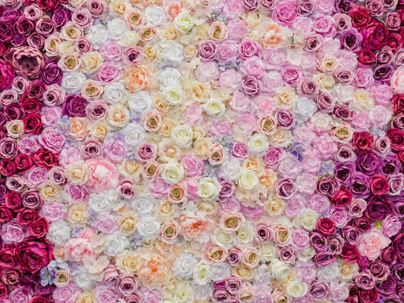 Много красивых разноцветных роз вид сверху