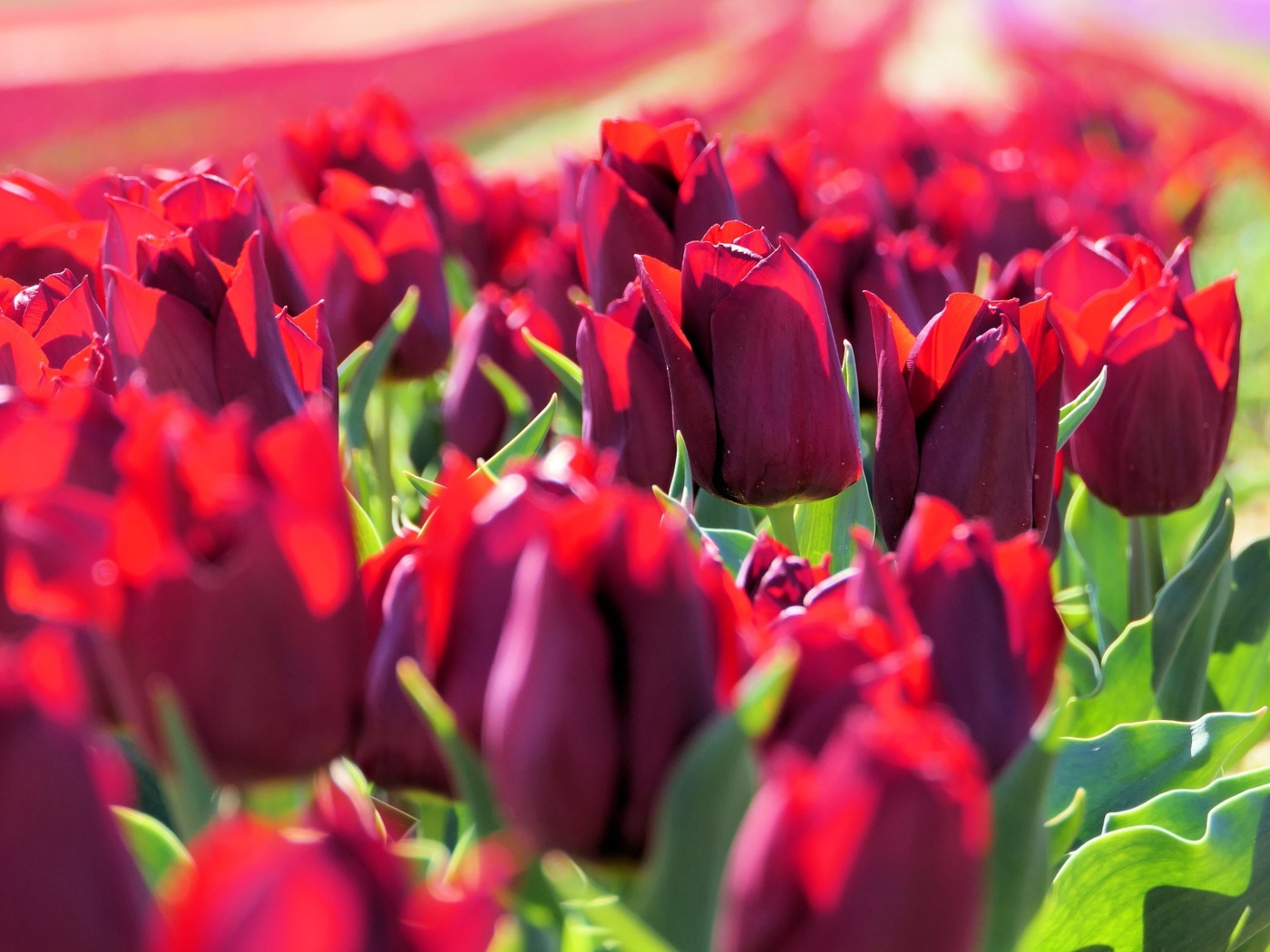 Много тюльпанов бордового цвета в лучах солнца