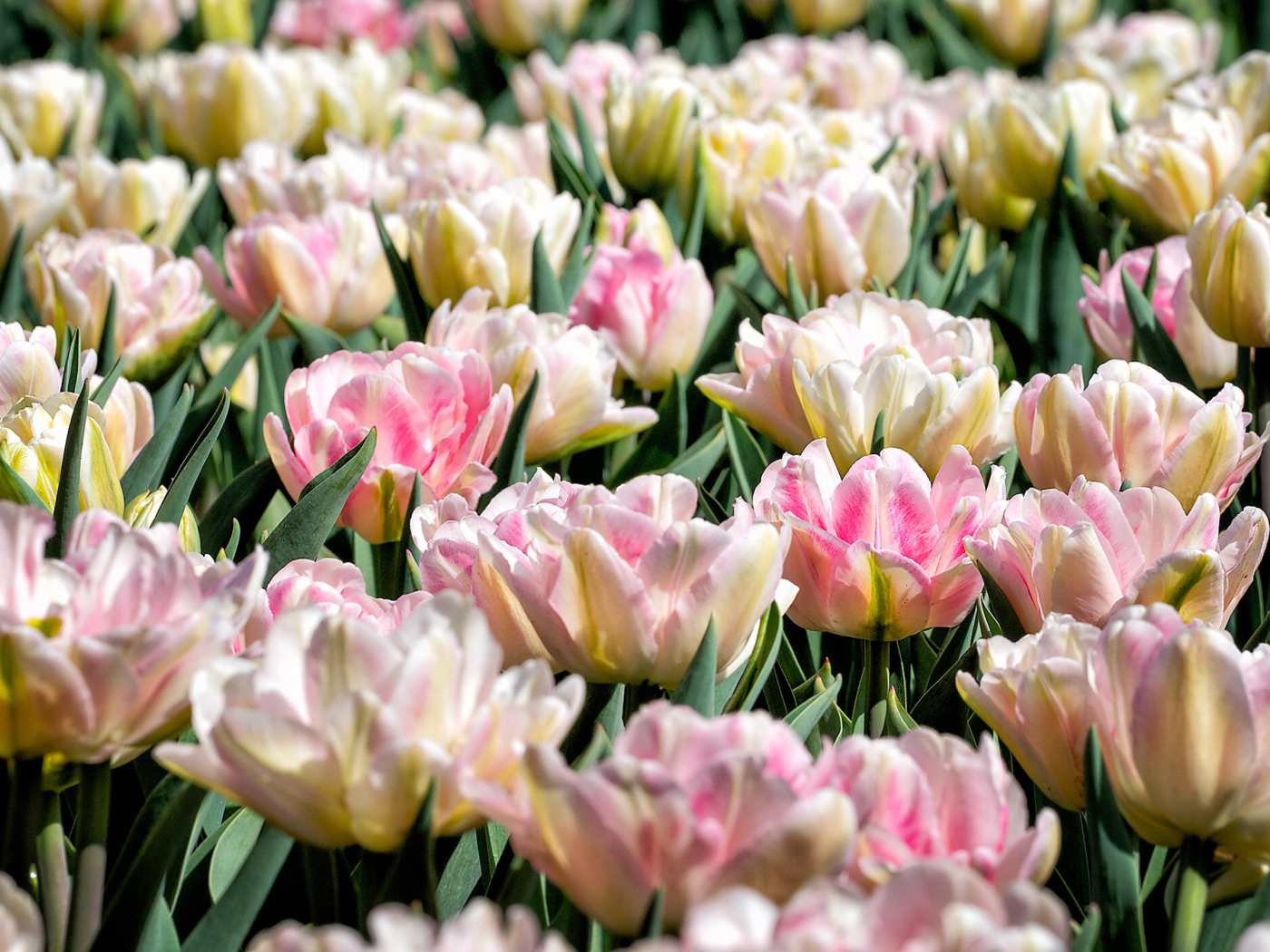 Много нежных розовых тюльпанов на клумбе крупным планом