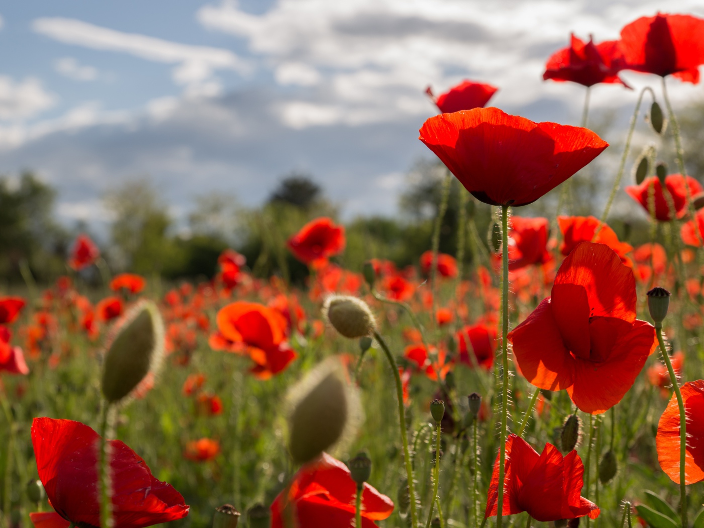 Много красных маков на поле с бутонами