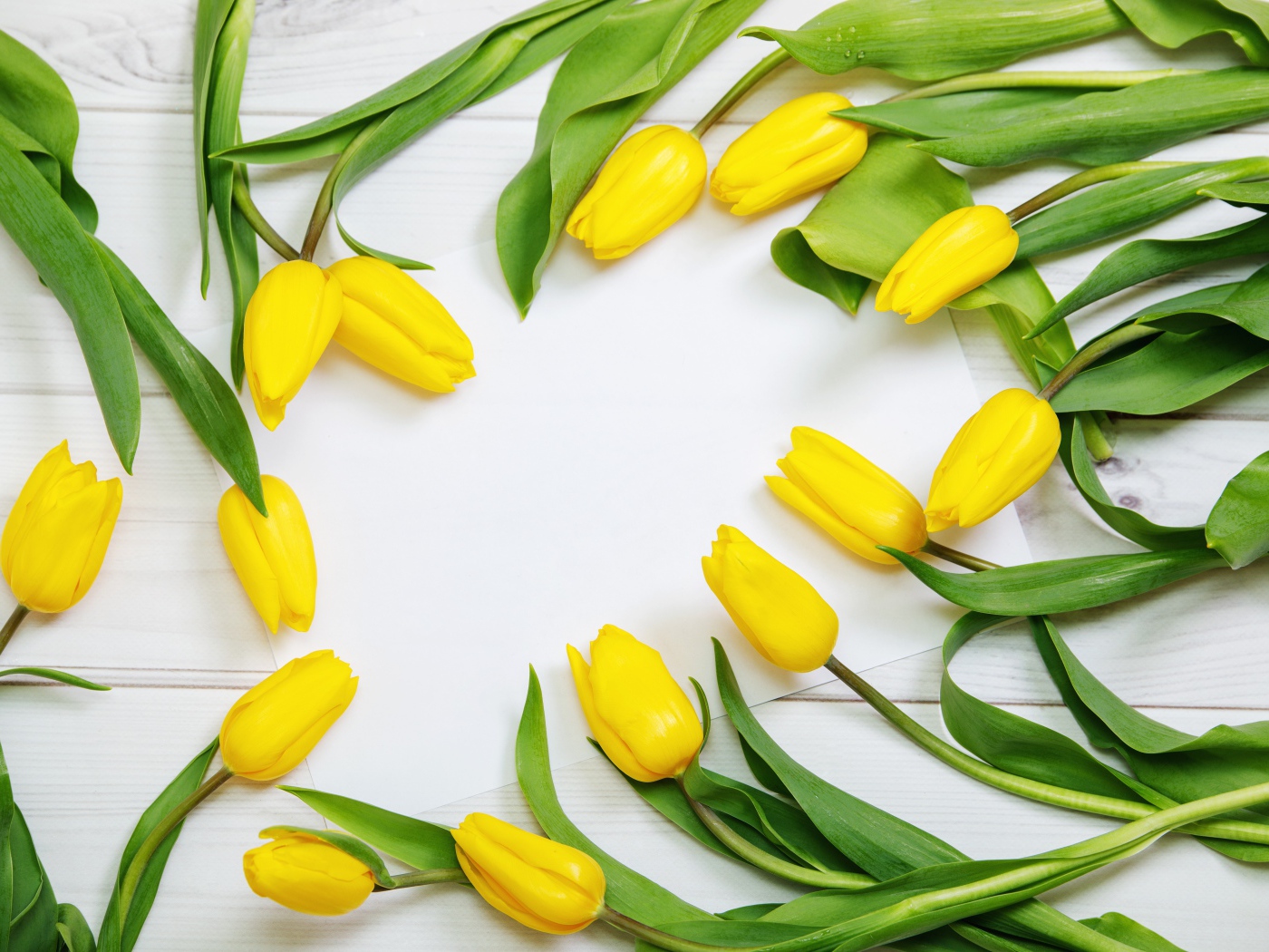 Много желтых тюльпанов с зелеными листьями на сером столе