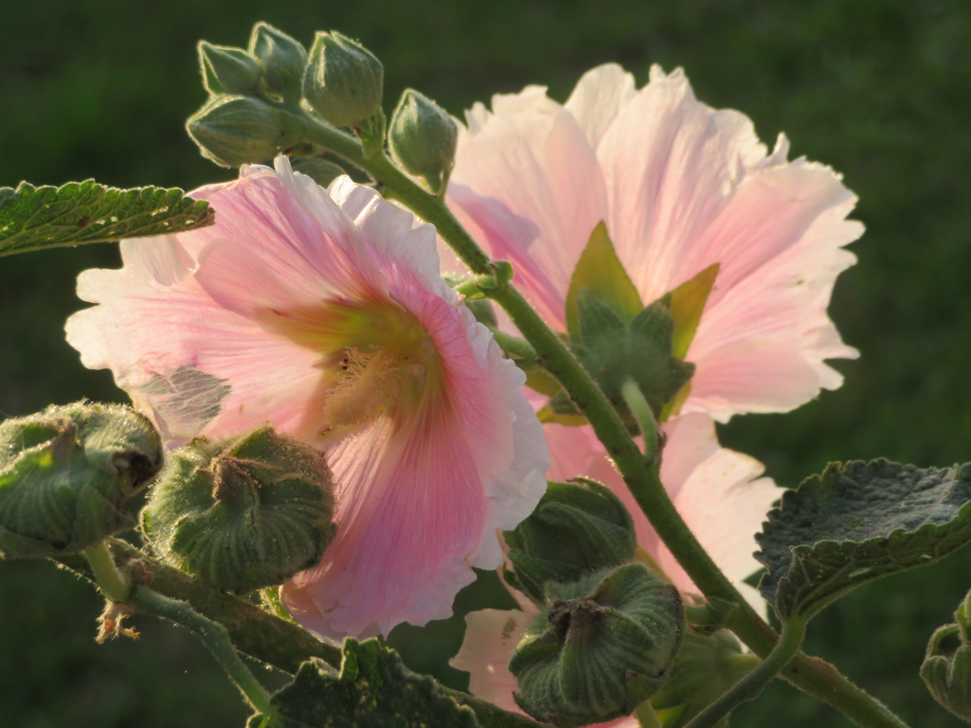 Розовые цветы мальва крупным планом