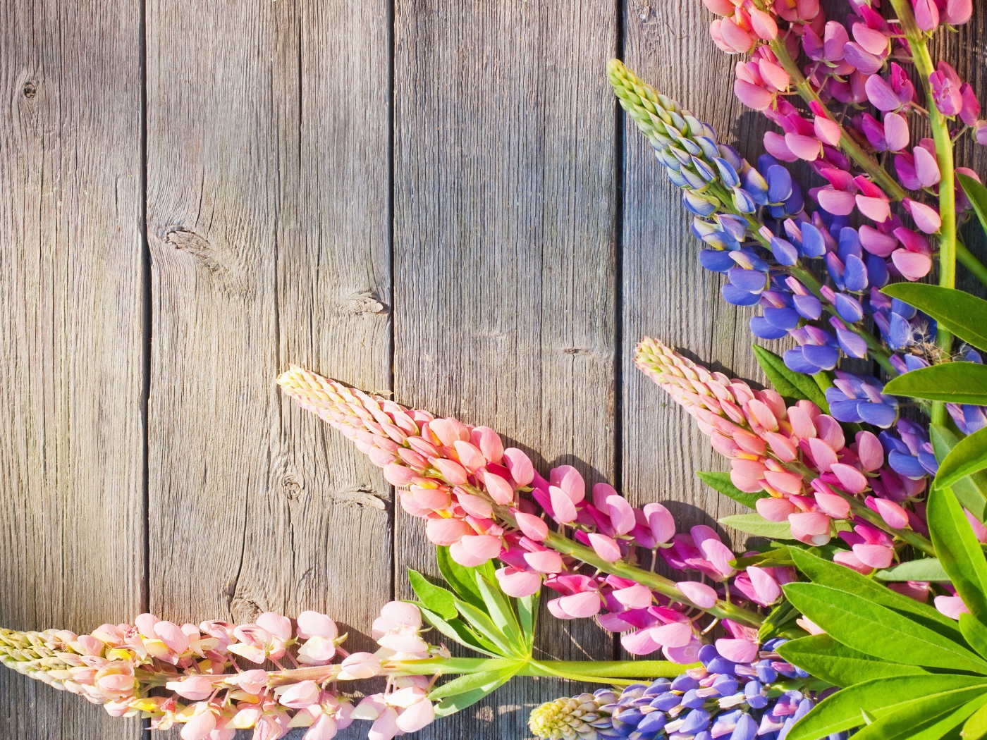 Розовые и синие люпины на деревянном фоне
