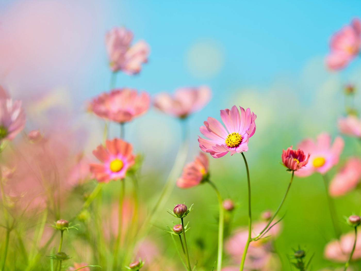 Розовые цветы космея под голубым небом летом