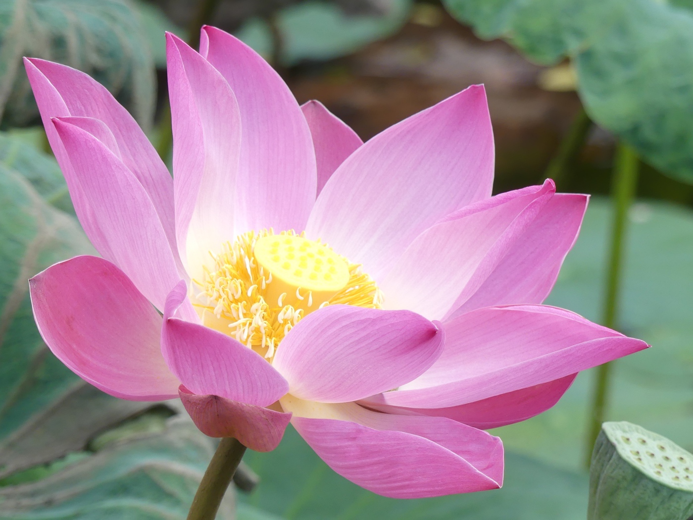 Розовый нежный редкий цветок лотоса в воде