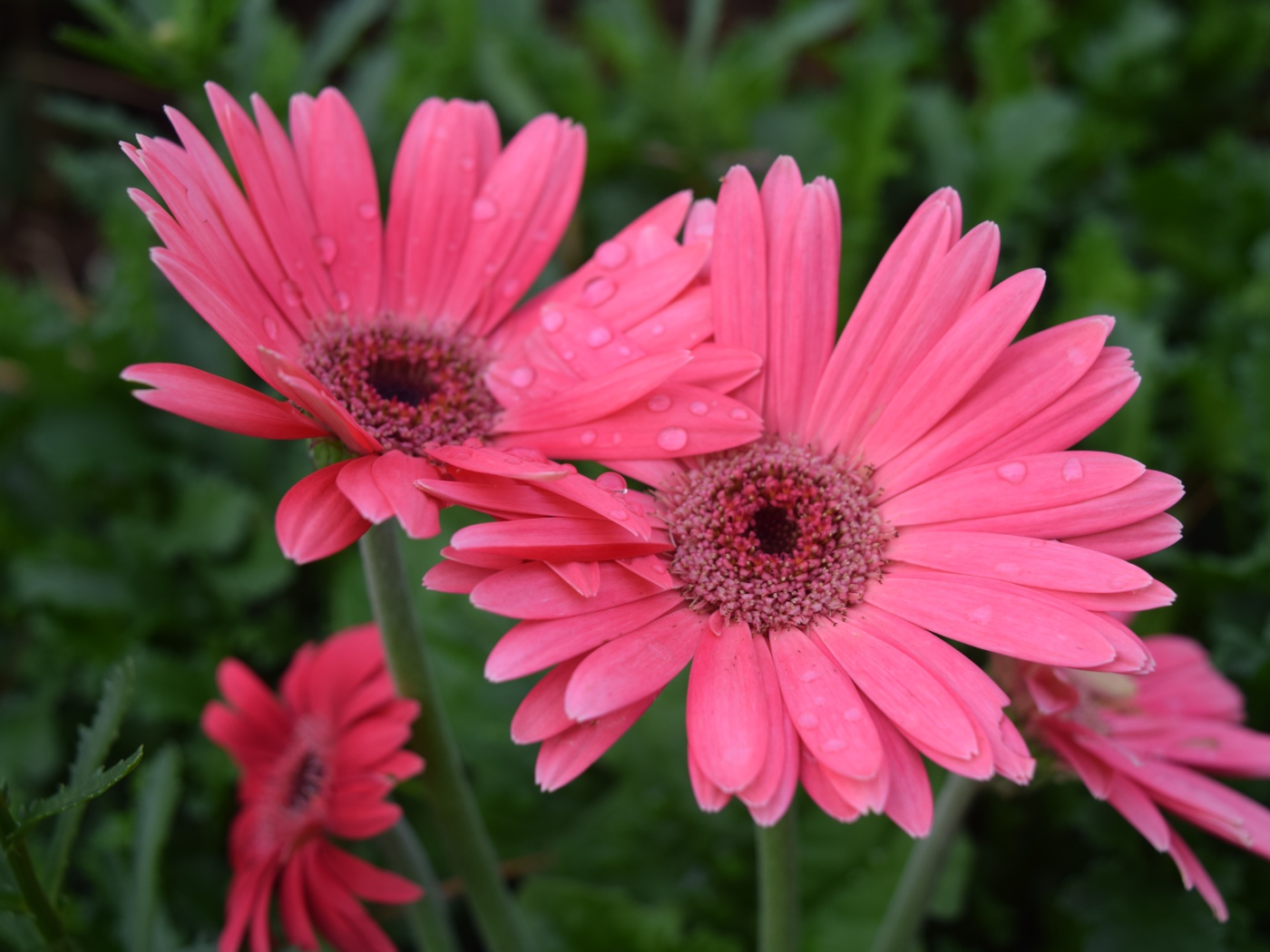 Розовые герберы с каплями воды на лепестках 