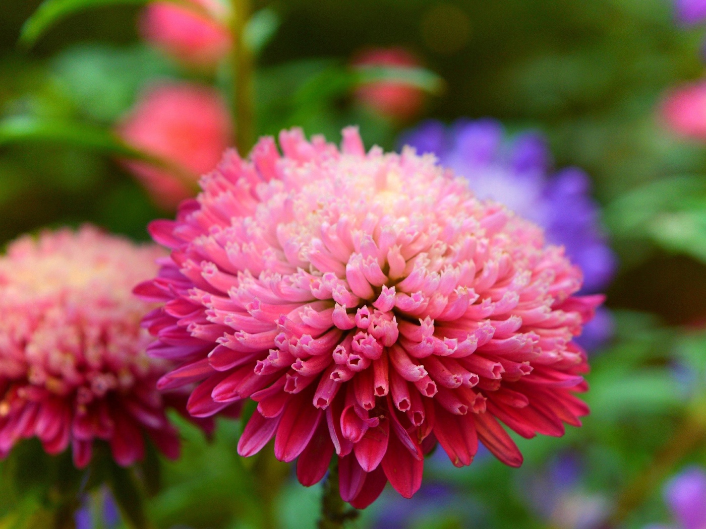 Розовый пышный цветок астры крупным планом