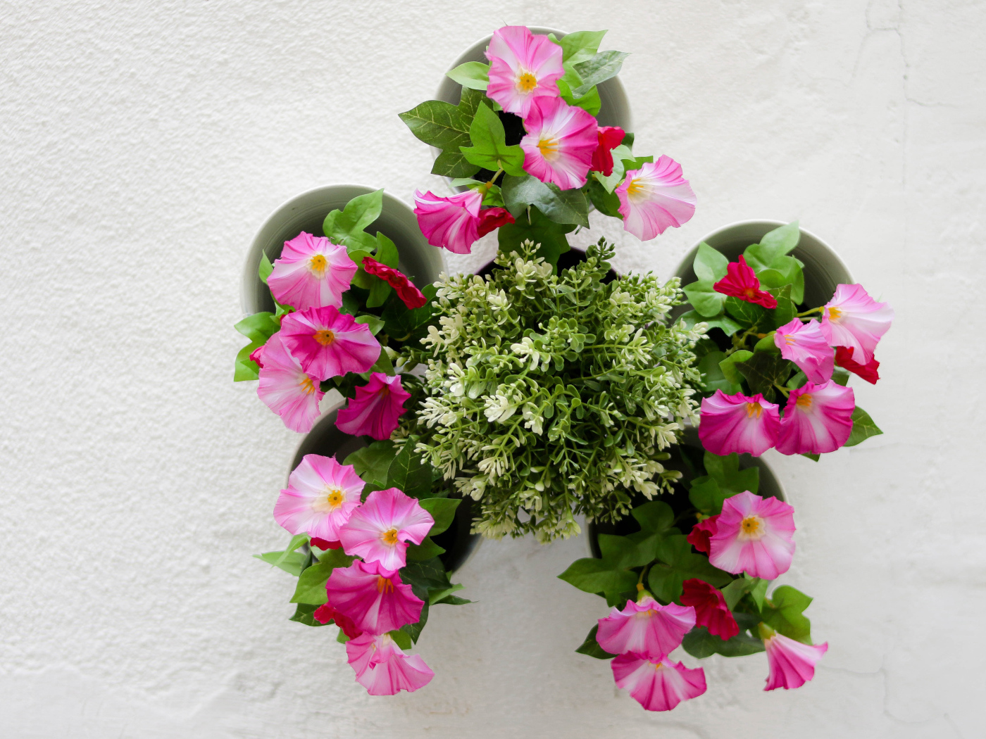 Розовые цветы петунии на сером фоне