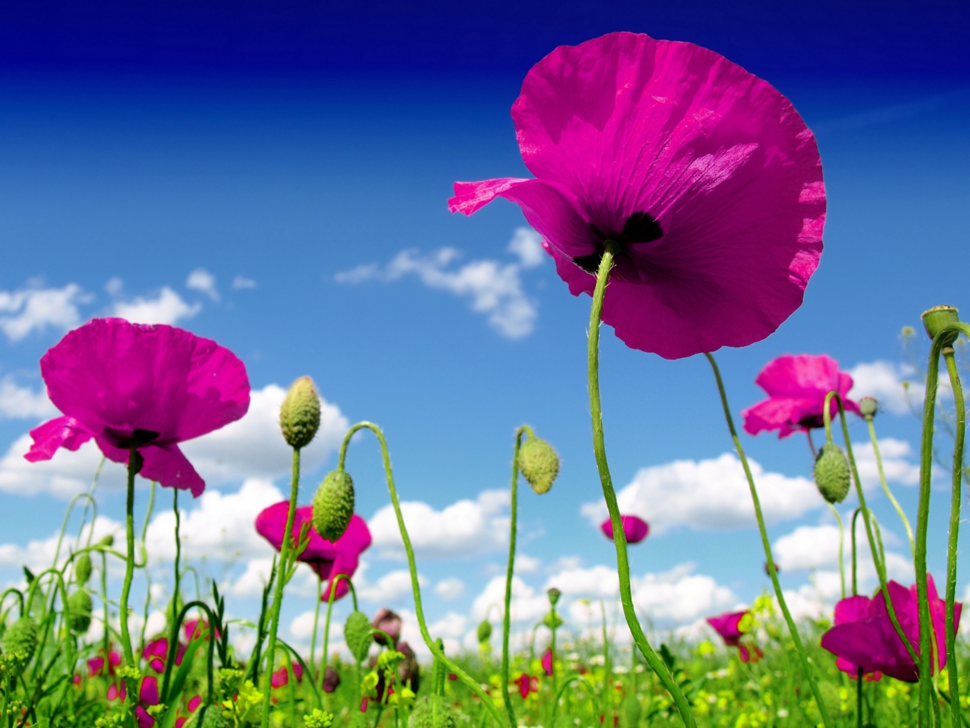 Розовые маки на фоне голубого неба 