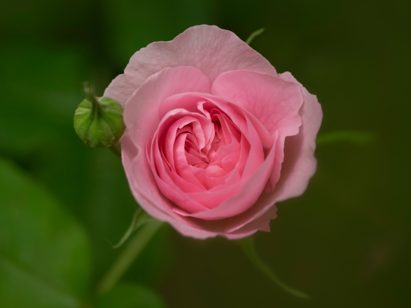 Розовая нежная роза с бутоном крупным планом