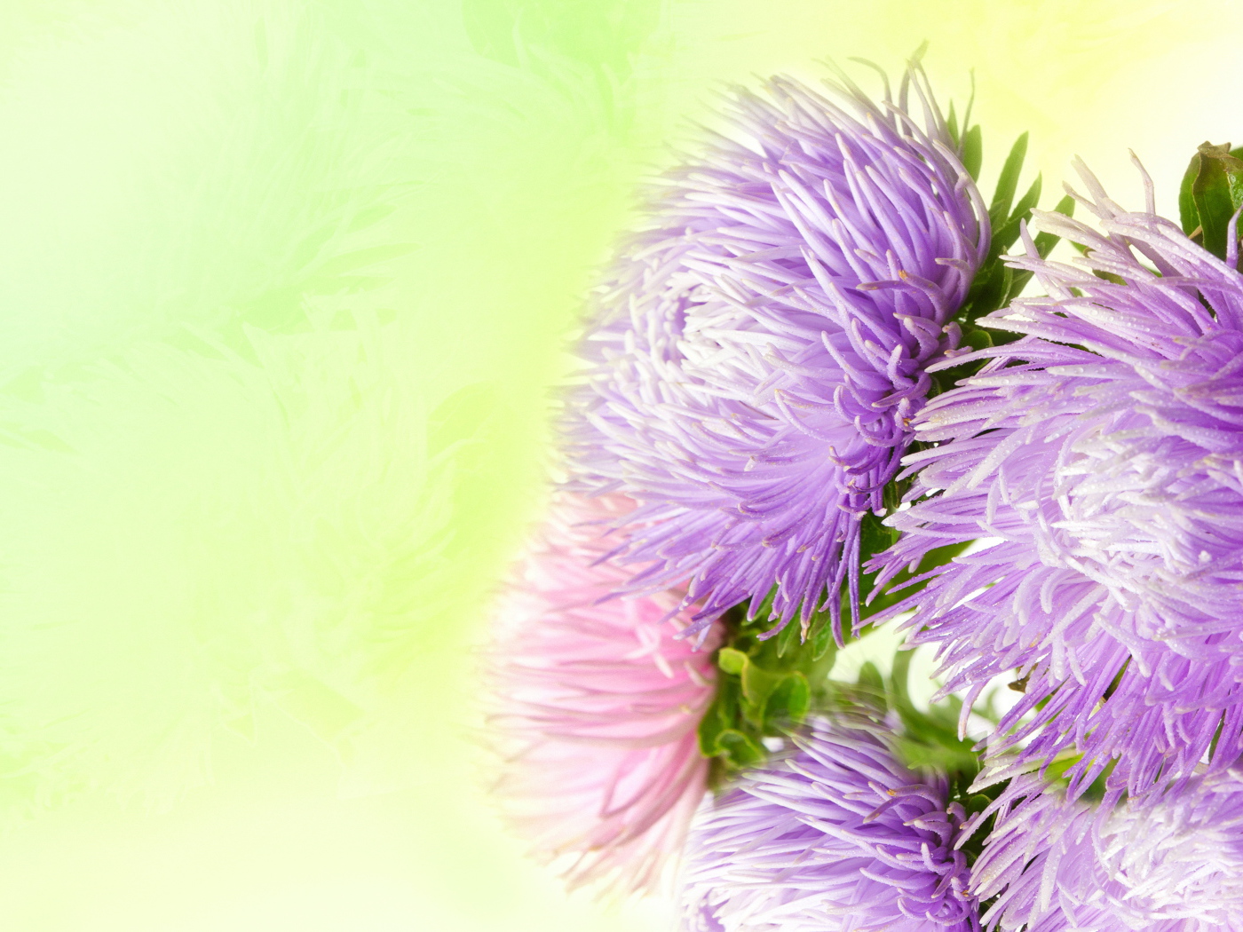 Фиолетовые астры на зеленом фоне