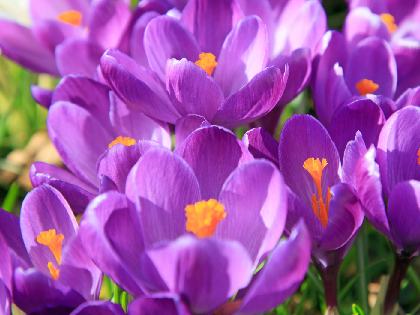 Фиолетовые крокусы в лучах солнца крупным планом