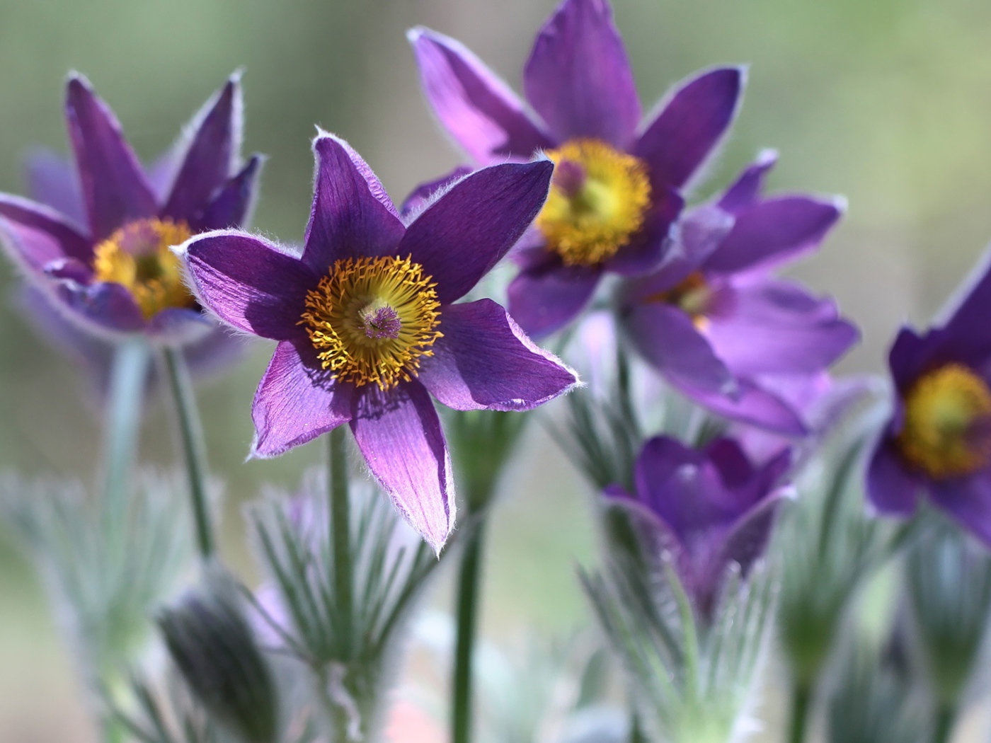 Фиолетовые цветы прострел в лучах солнца крупным планом