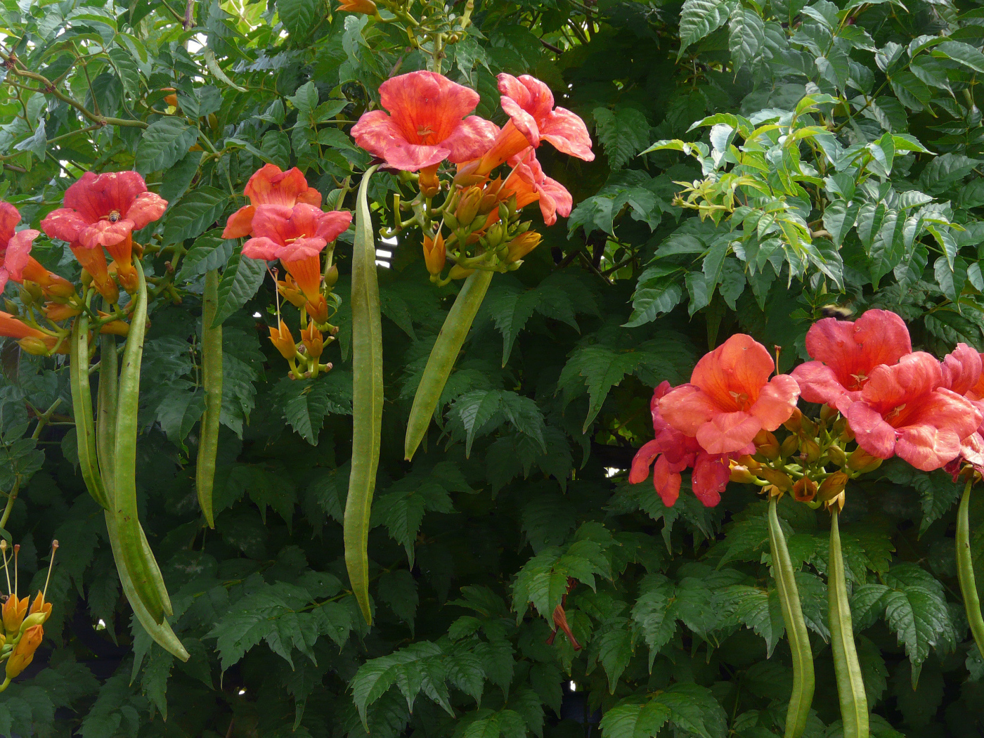 Красные цветы кампсис на кусте с зелеными листьями