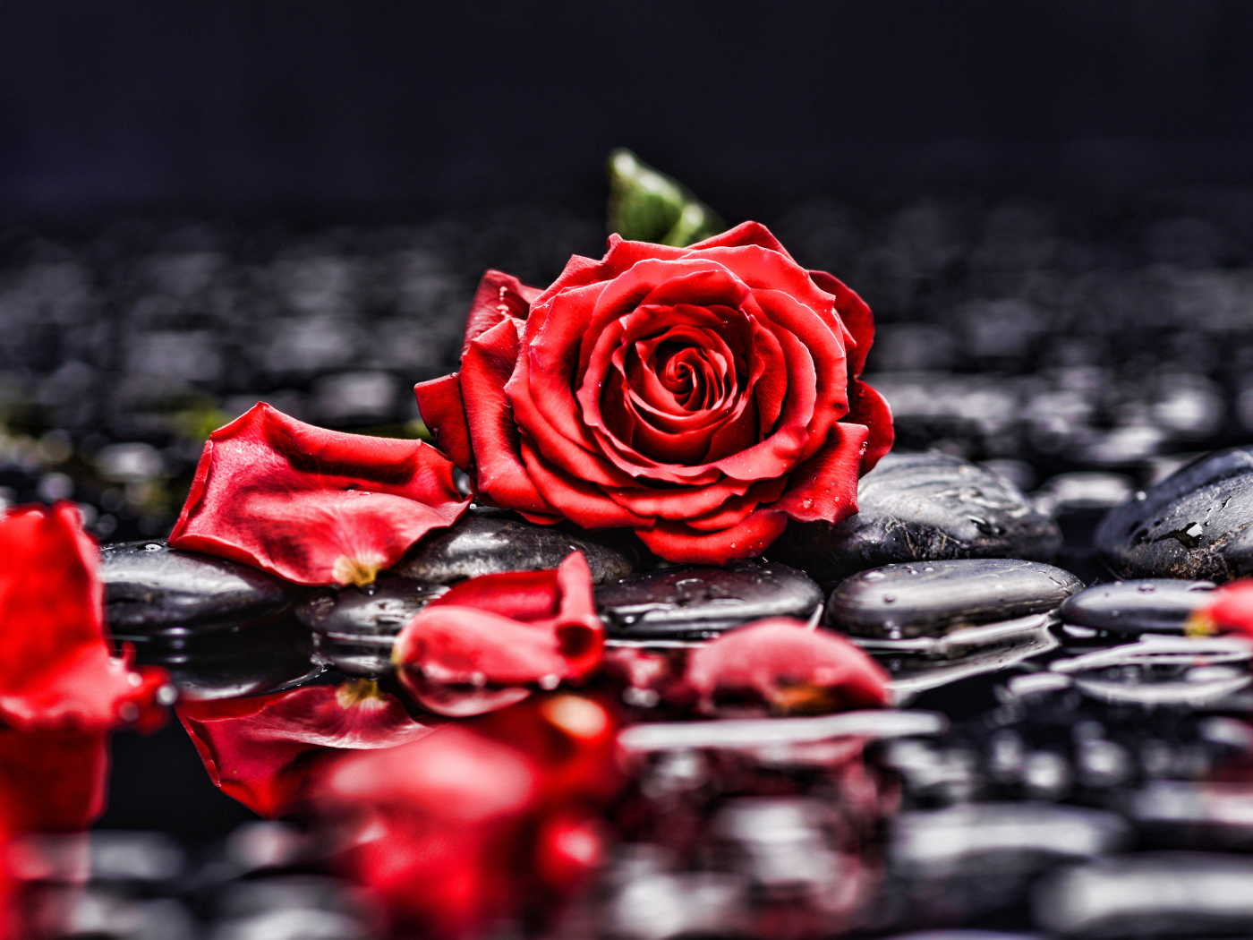 Красная роза с лепестками лежит на мокрых черных камнях