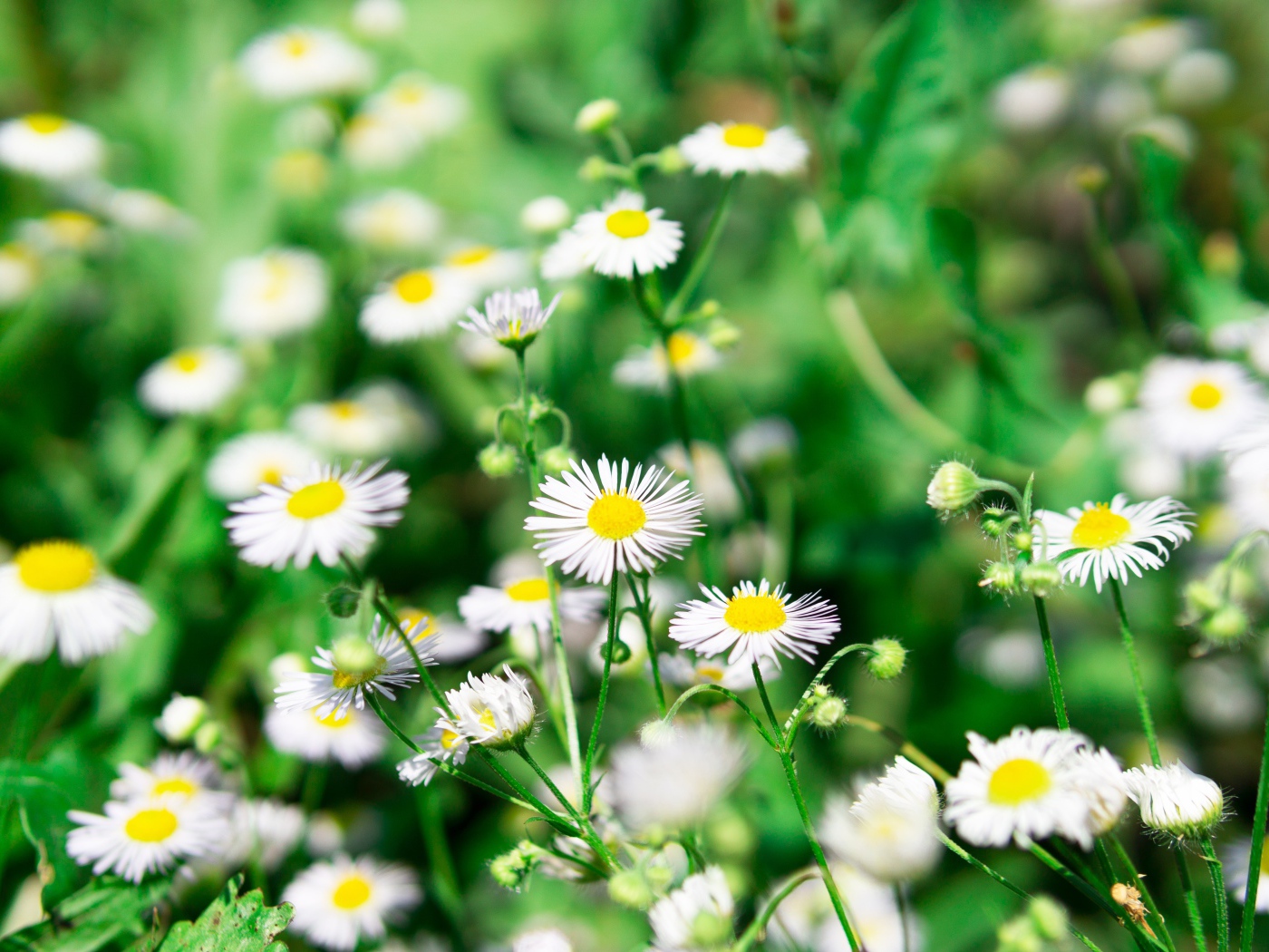 Мелкие белые ромашки крупным планом