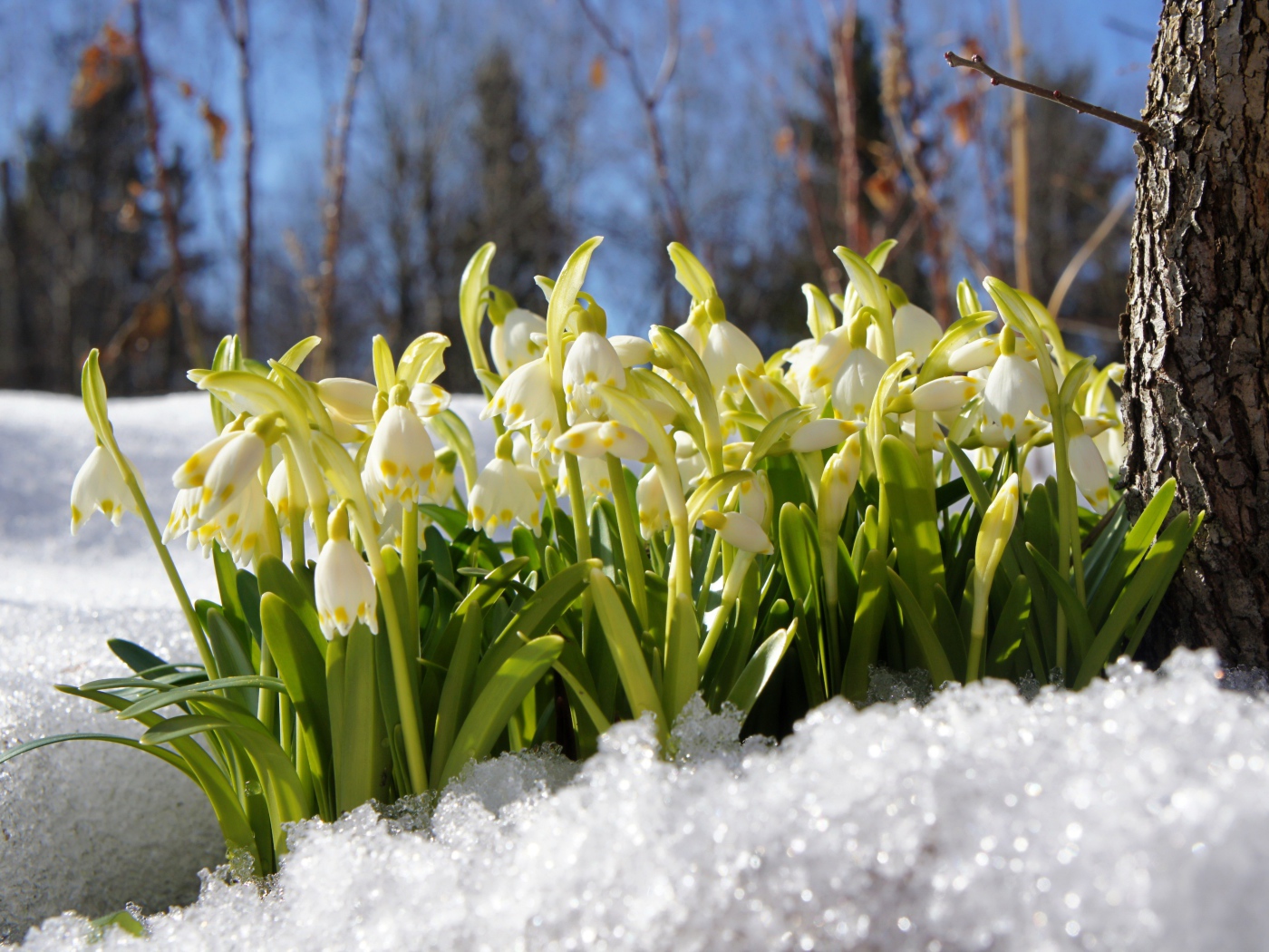 Первые весенние подснежники в заснеженном лесу 