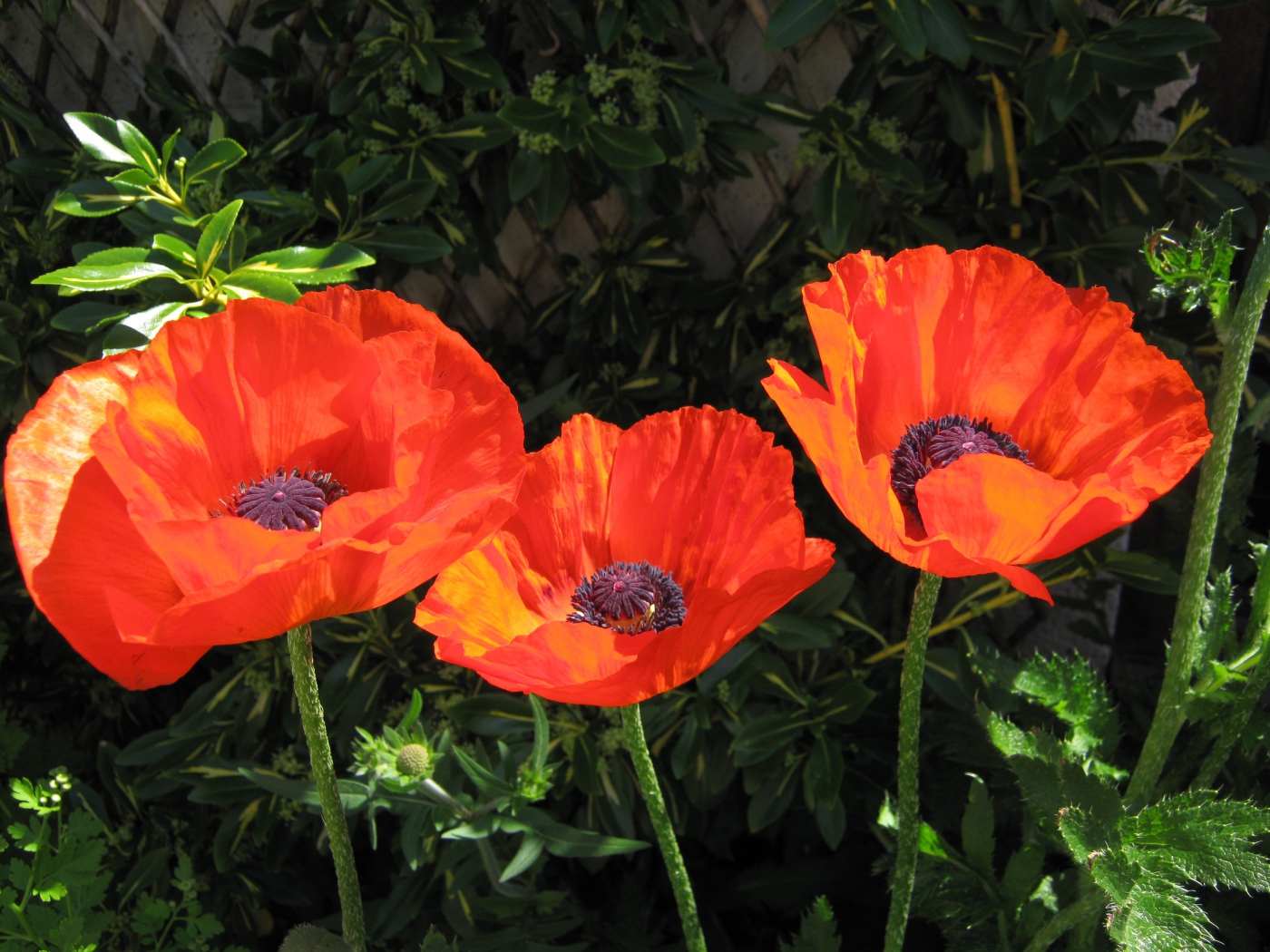 Три красивых красных мака в лучах солнца