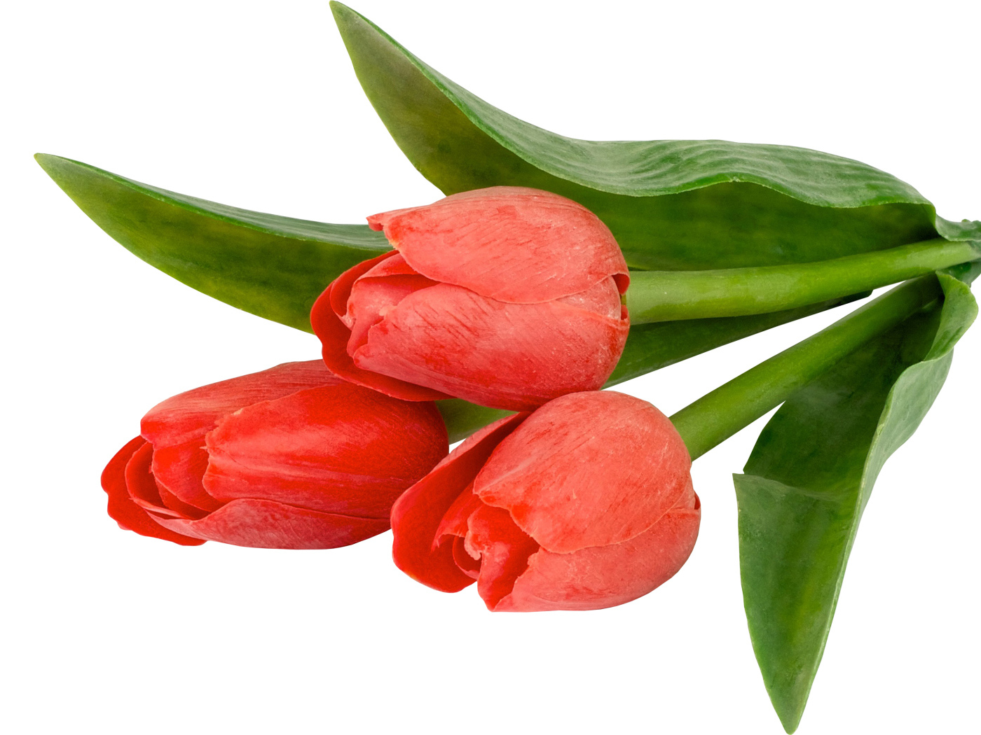 Три тюльпана с зелеными листьями на белом фоне