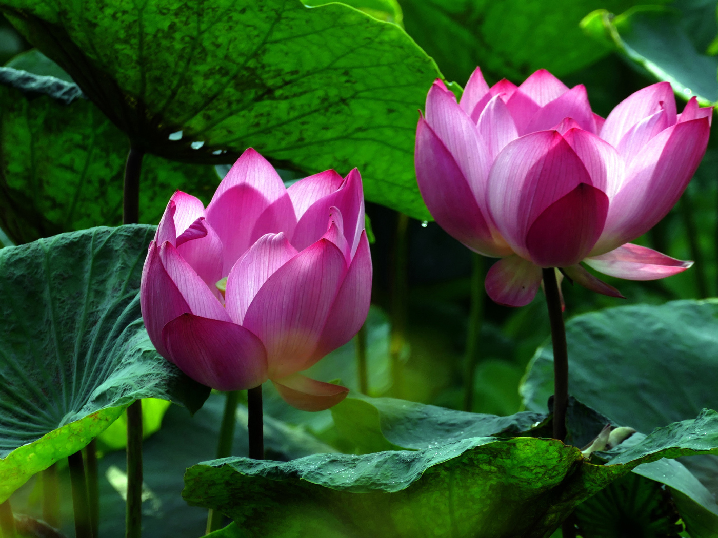 Два красивых розовых цветка водяной лилии в зеленых листьях