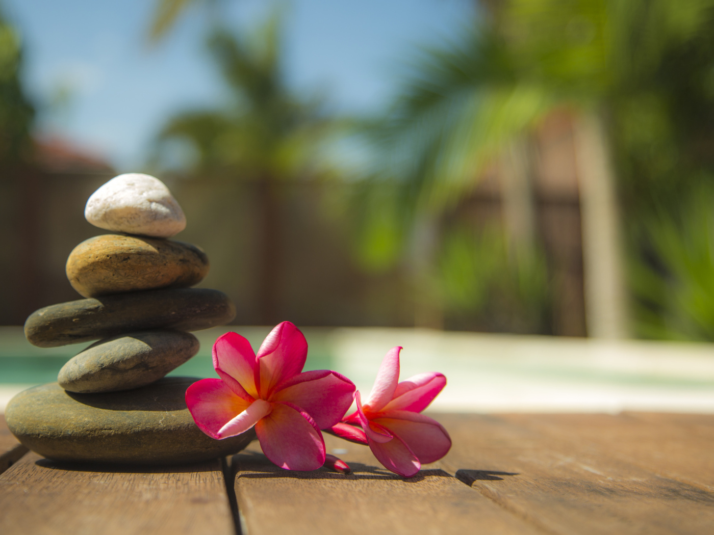 Два розовых цветка плюмерии с камнями