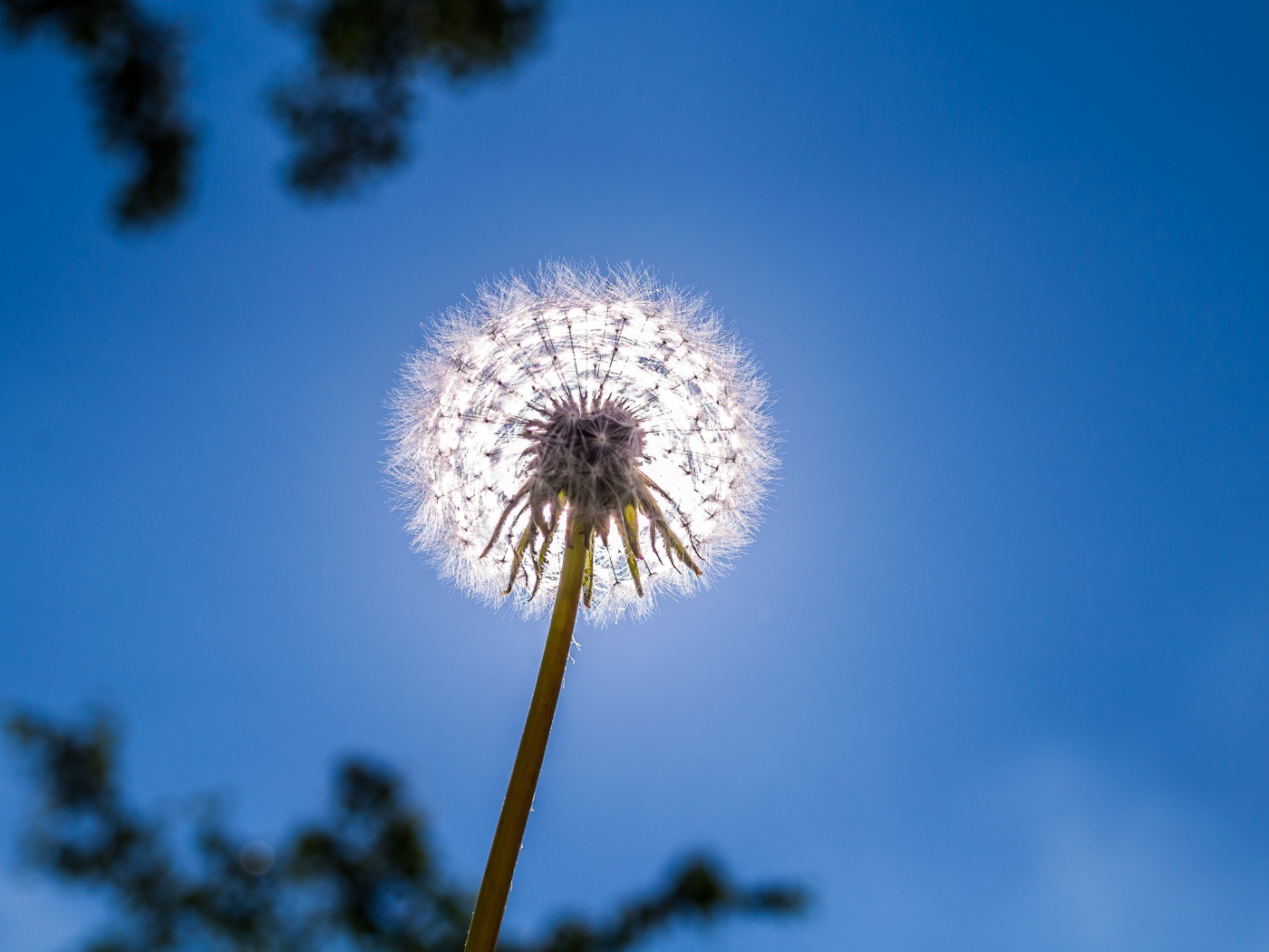 Белый одуванчик на фоне голубого неба 