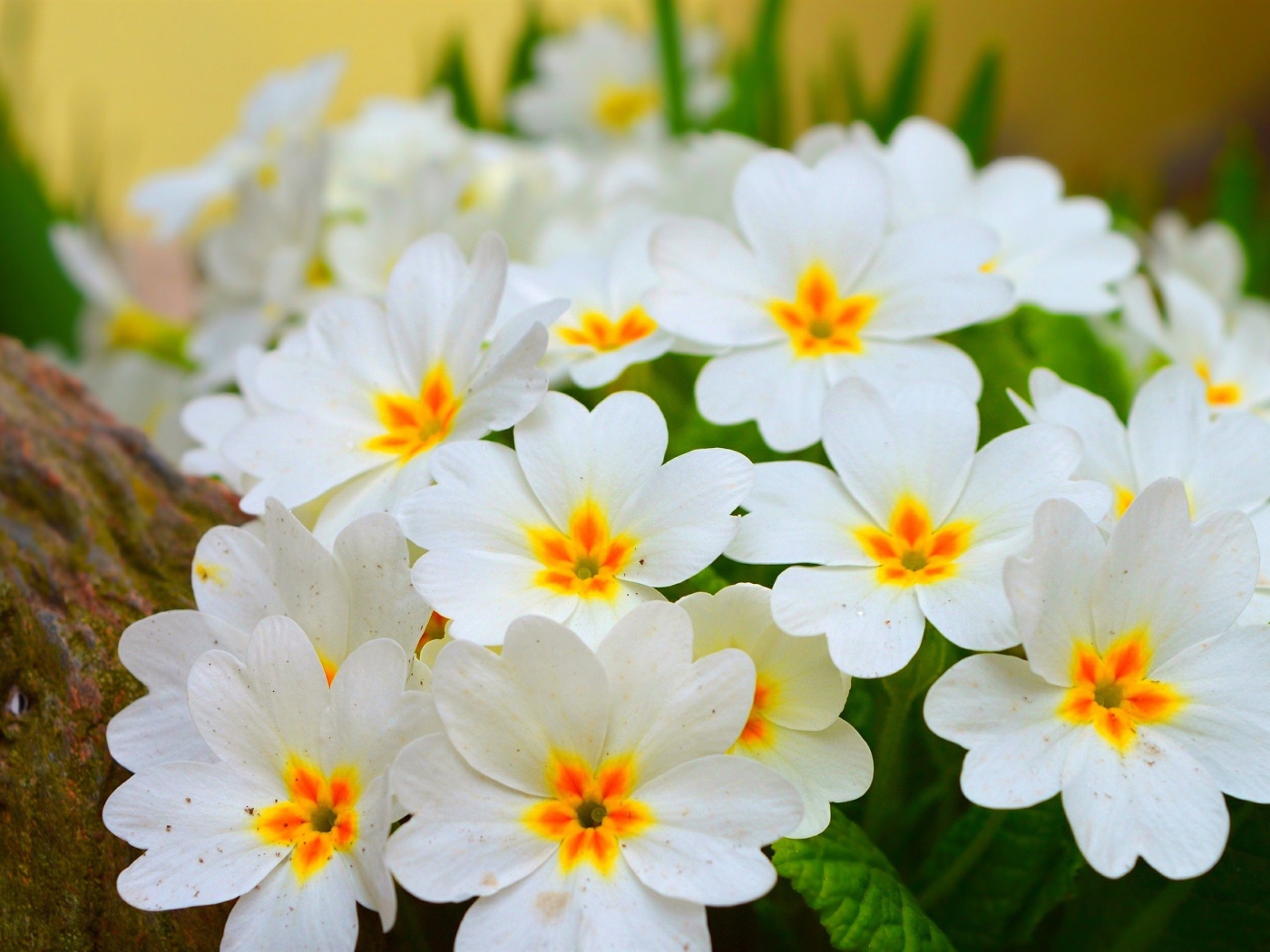 Белые нежные цветы комнатного цветка примула