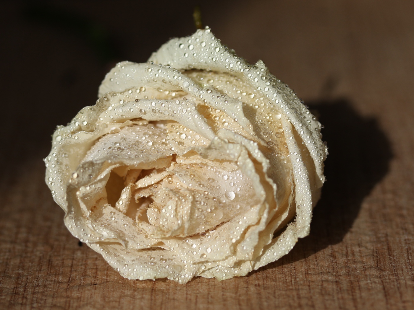 Белый цветок розы в каплях росы 