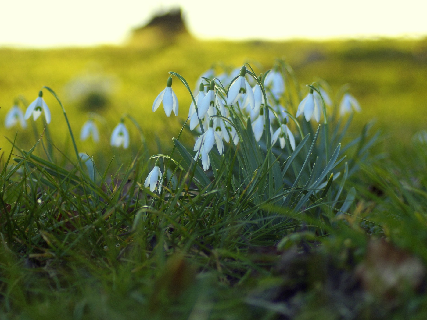 Белые подснежники на поляне на зеленой траве