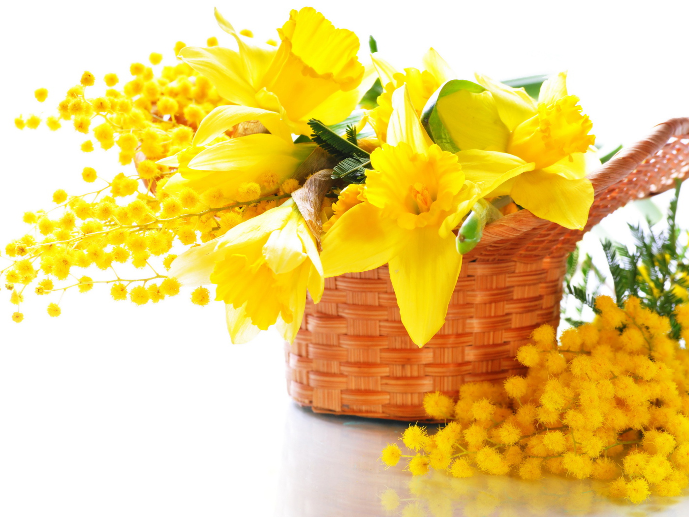 Желтые нарциссы с мимозой в корзине на белом фоне