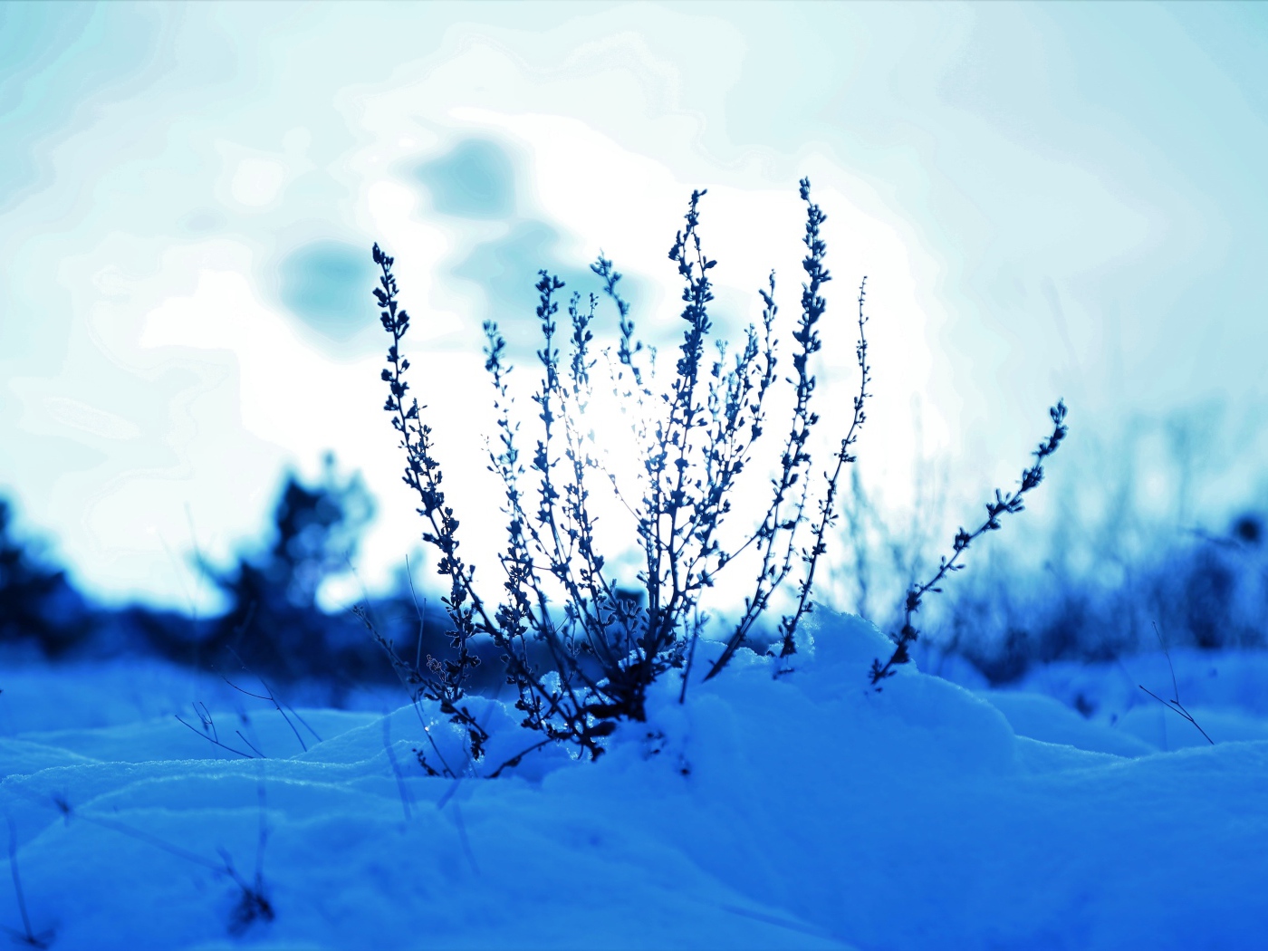 Трава в заснеженном лесу на закате солнца