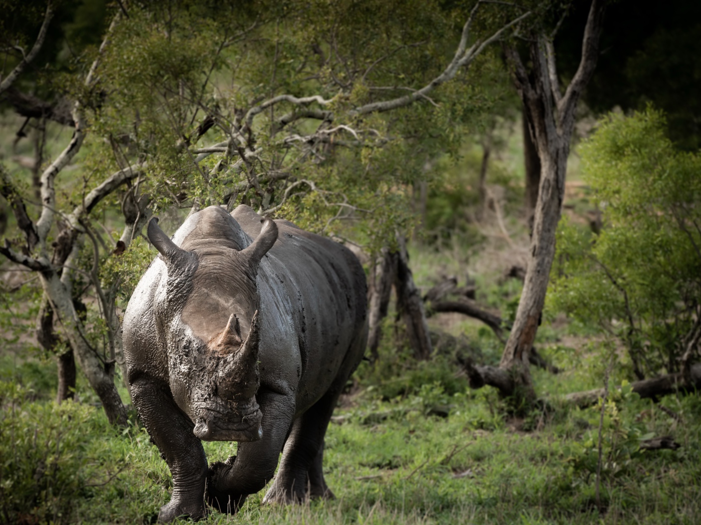 Большой носорог в грязи идет по траве