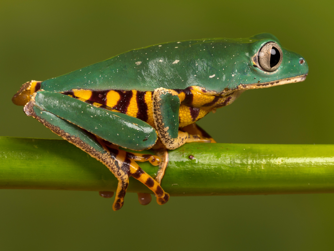 Зеленая лягушка с желтым пузом сидит на зеленой ветке