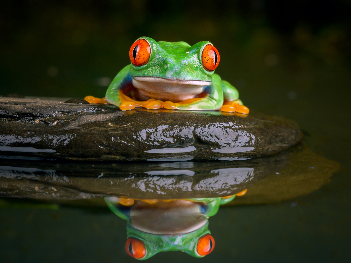 Зеленая лягушка с красными глазами сидит на камне в воде