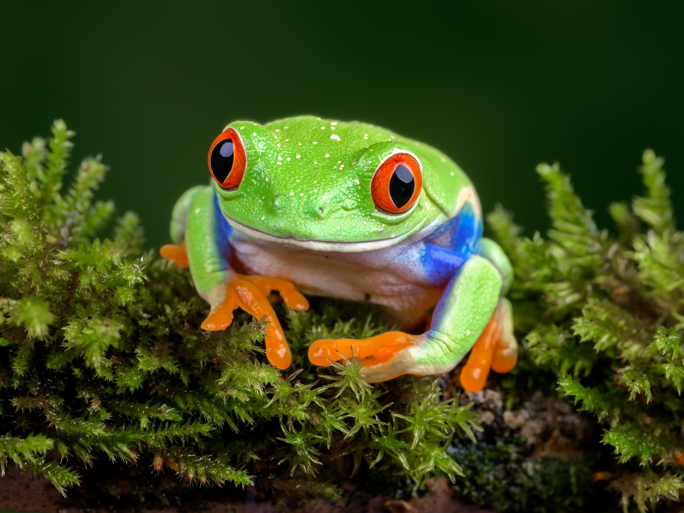 Большая зеленая лягушка с красными глазами сидит на покрытой мхом ветке
