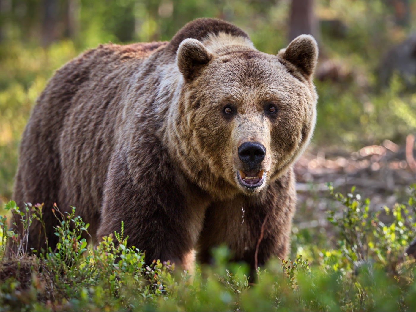 Большой грозный бурый медведь идет по траве
