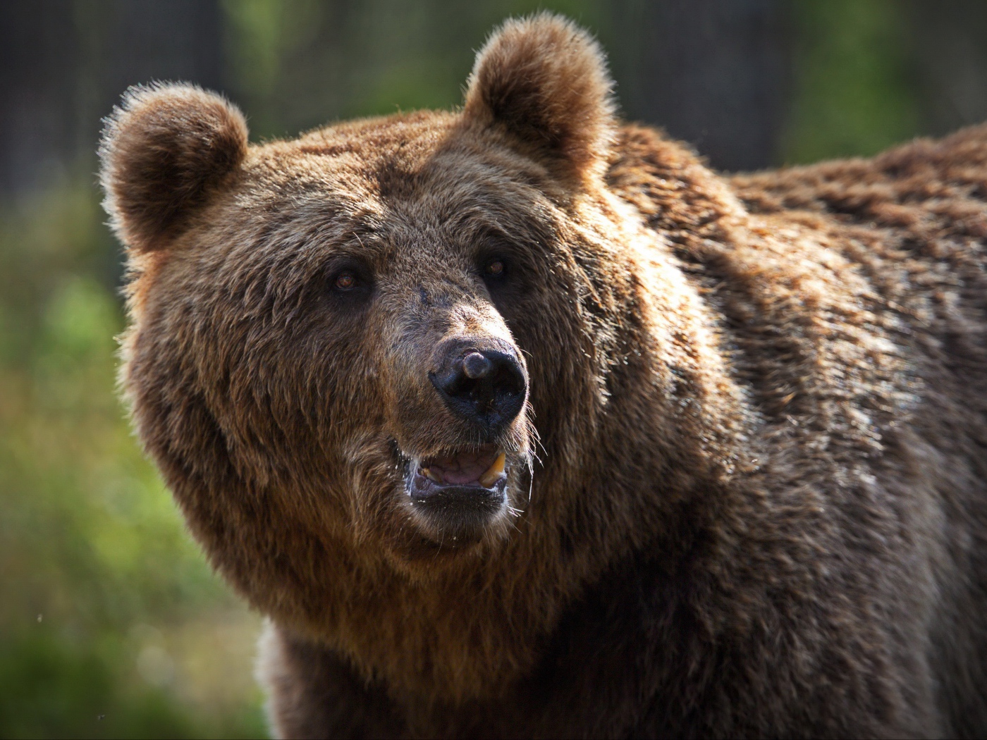 Большой сильный бурый медведь 