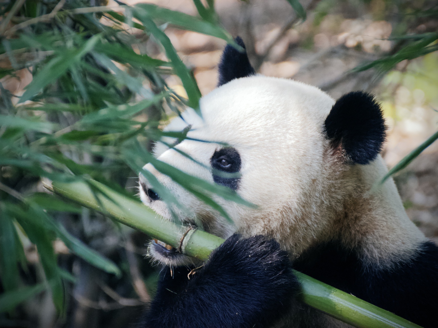 Большая панда грызет бамбук 
