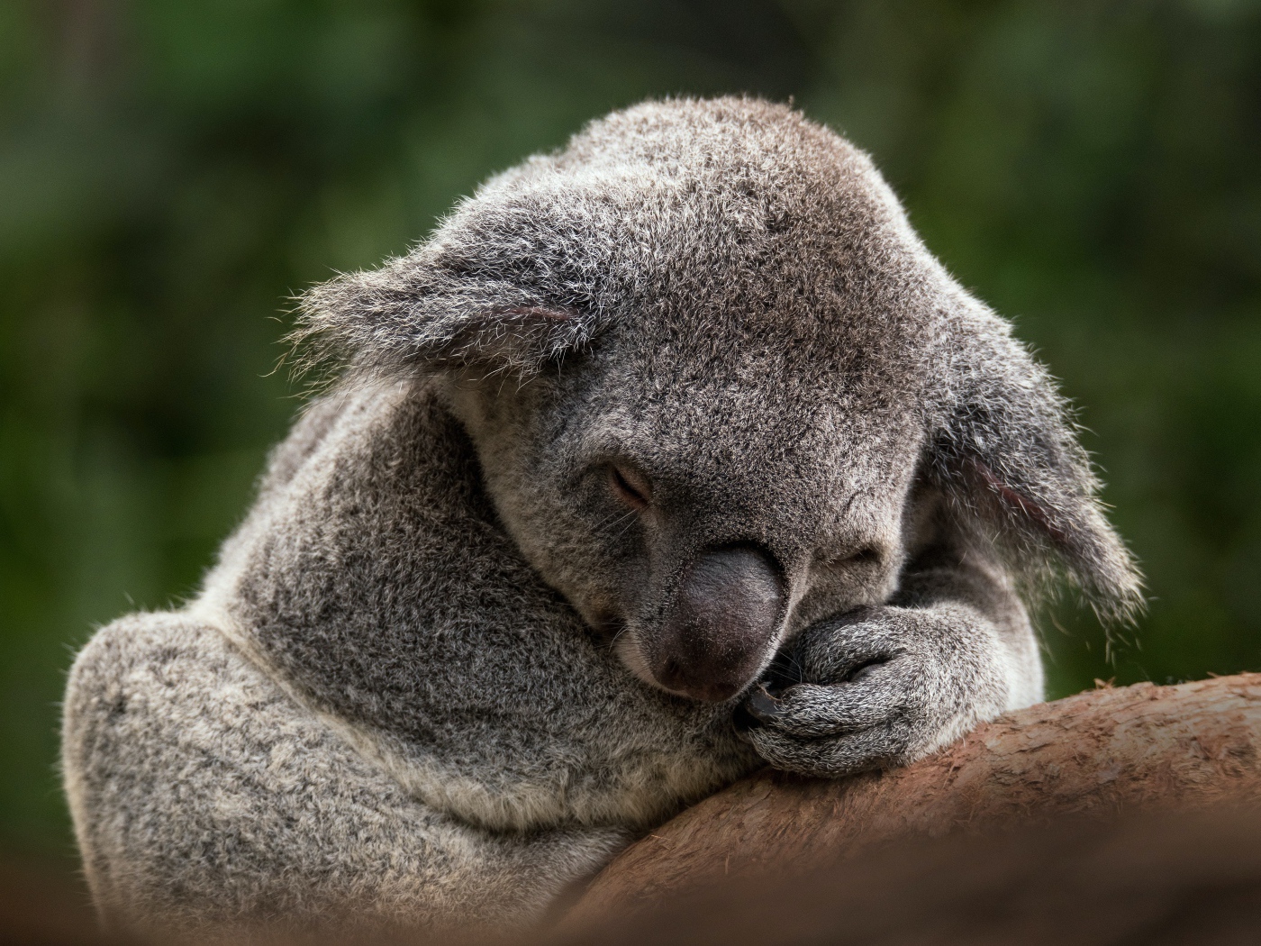 Koala sleeping on a tree branch