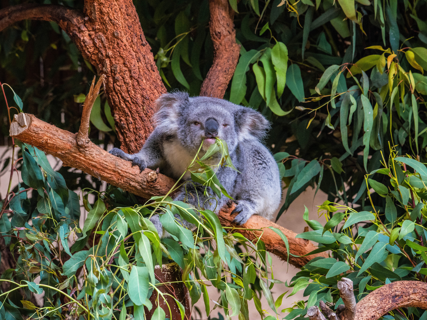 Ленивая коала ест ветки на дереве 